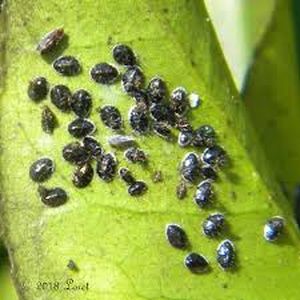 uploads/images/pest/citrus blackfly.jpg